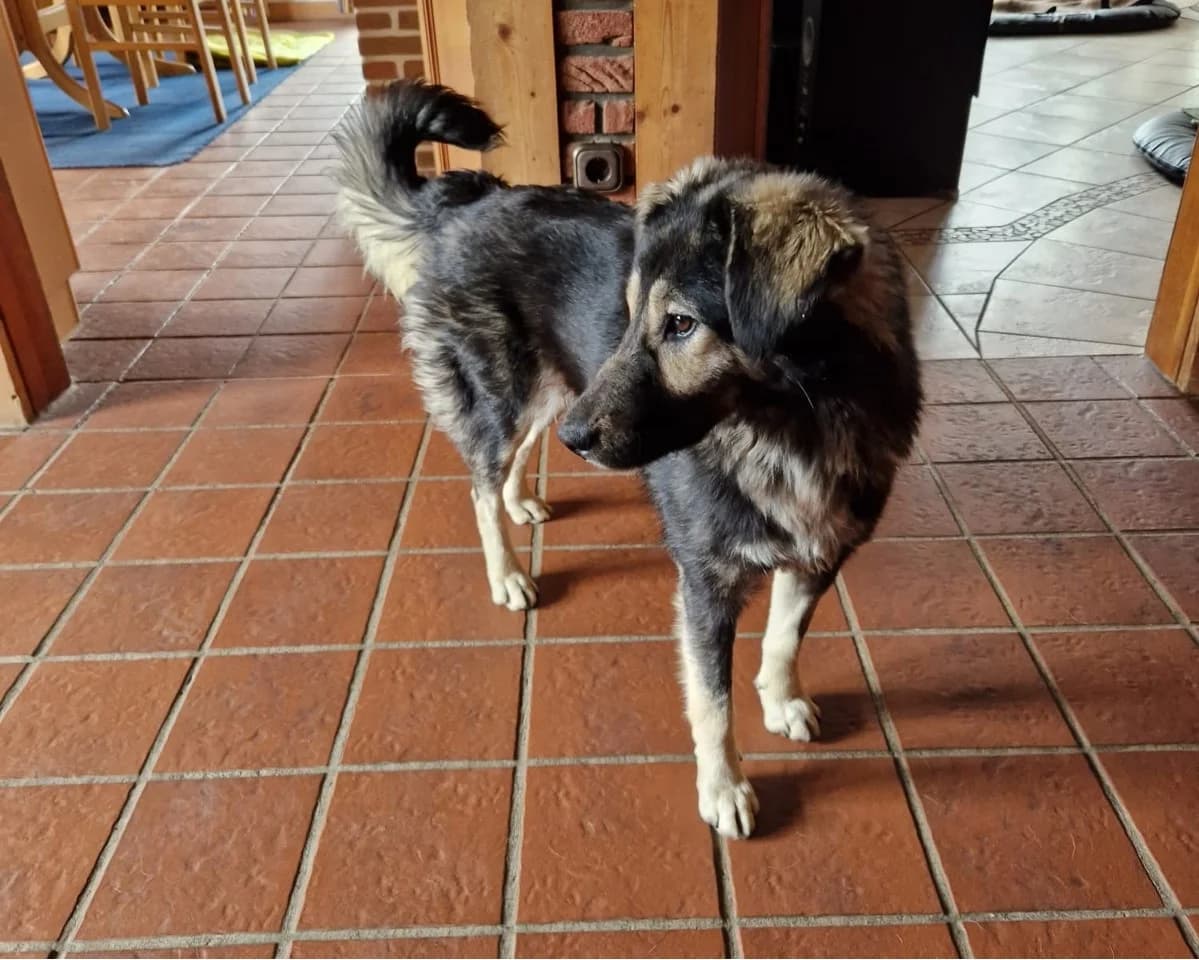 Nixe, female young Mixed Breed for adoption at Ein Herz für Streuner e.V., München
