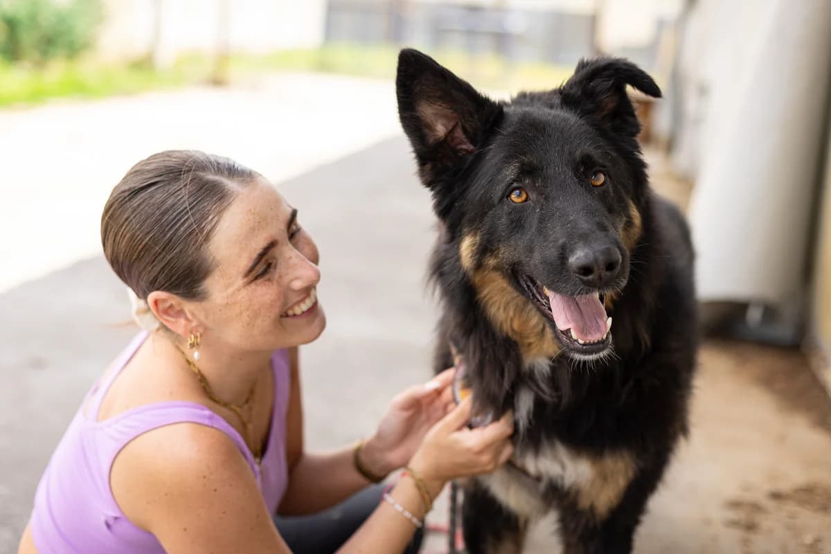 Nixon, male 3yo Mixed Breed for adoption at Ein Herz für Streuner e.V., München