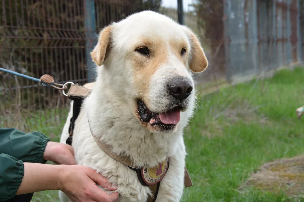 Nixonel, gold male 5yo Mixed Breed for adoption at Ein Herz für Streuner e.V., München
