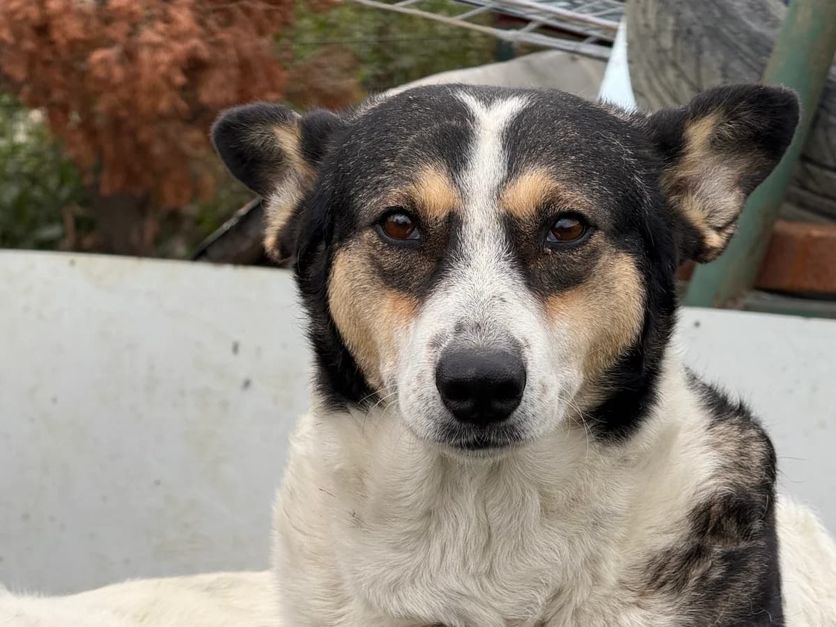 Noa, female senior Mixed Breed for adoption at Ein Herz für Streuner e.V., München