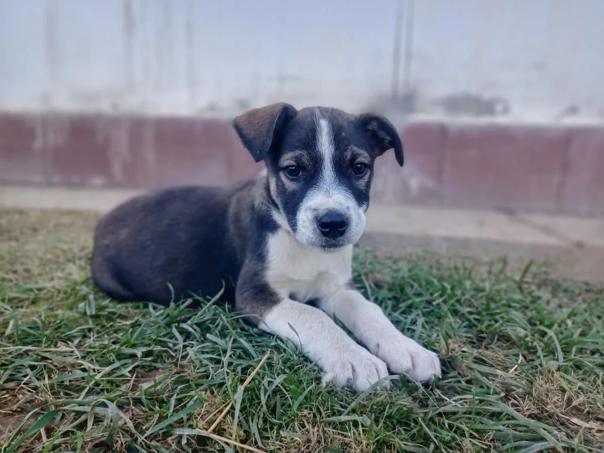 Noah, schwarz male puppy Mixed Breed for adoption at Ein Herz für Streuner e.V., München