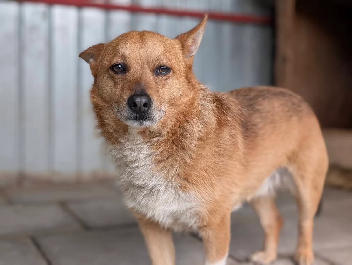 Noel, weiß male 3yo Mixed Breed for adoption at Ein Herz für Streuner e.V., München