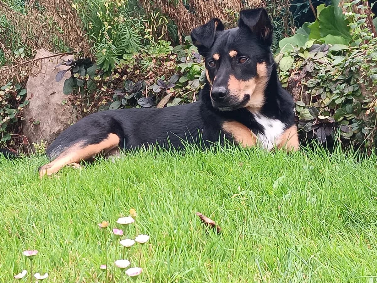 Noell, male young Mixed Breed for adoption at Ein Herz für Streuner e.V., München