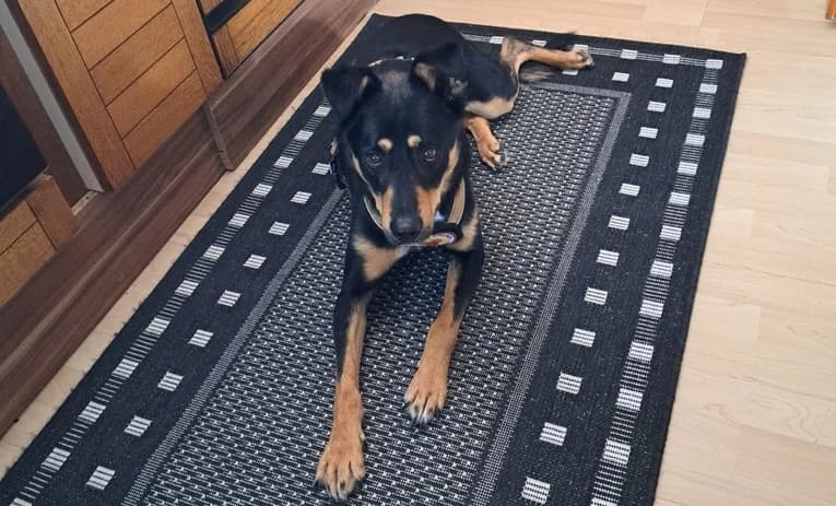 Noell, male young Mixed Breed for adoption at Ein Herz für Streuner e.V., München