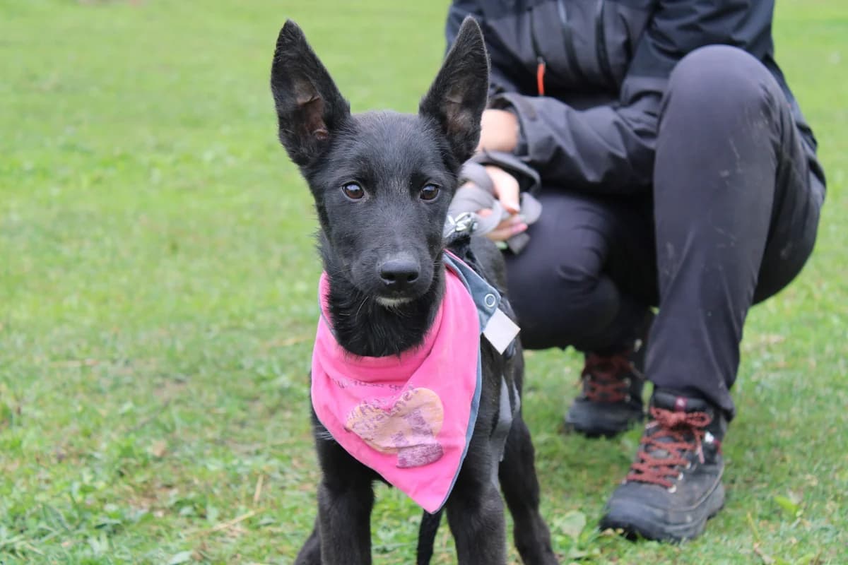 Noelle, weiß female puppy Mixed Breed for adoption at Ein Herz für Streuner e.V., München