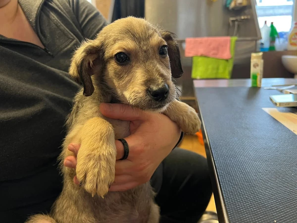 Noelle, beige female puppy Mixed Breed for adoption at Ein Herz für Streuner e.V., München