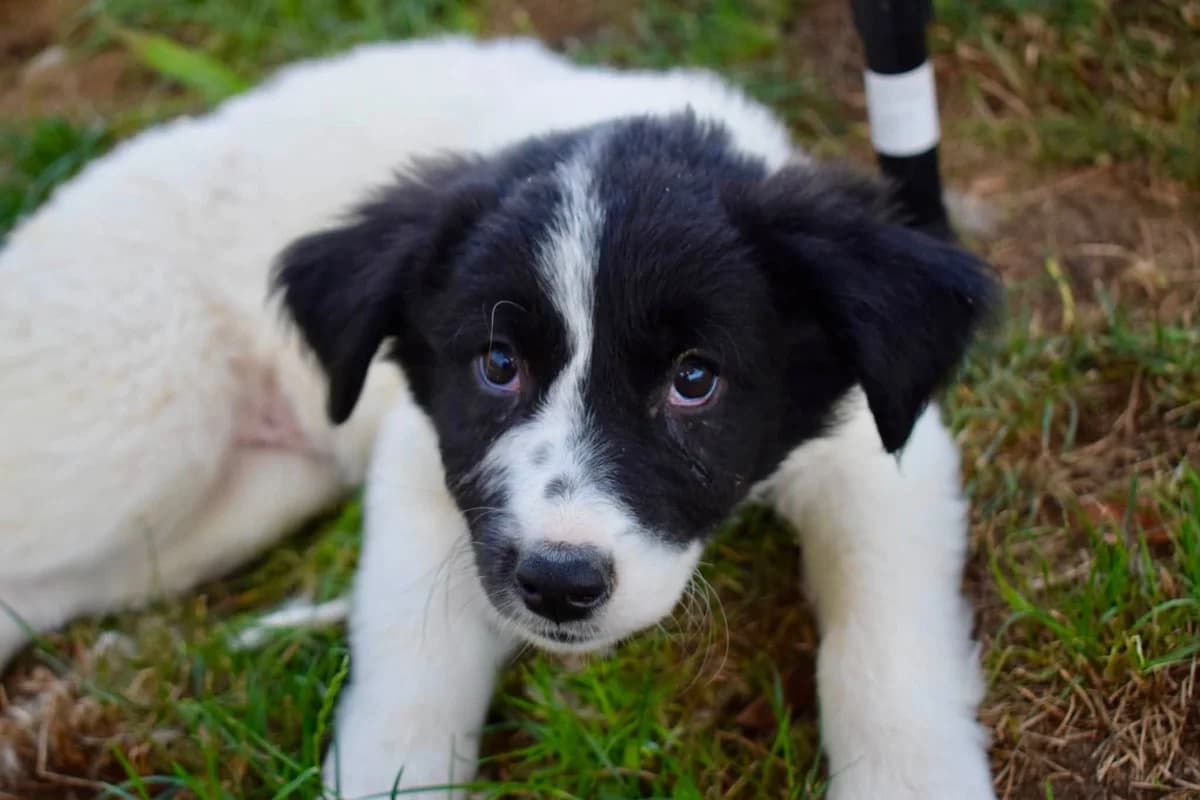 Noelle, female puppy Mixed Breed for adoption at Ein Herz für Streuner e.V., München