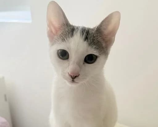 NoéMie, female Mixed Breed for adoption at Ein Herz für Streuner e.V.