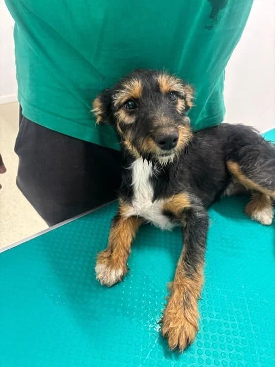 Nola, schwarz female puppy Mixed Breed for adoption at Ein Herz für Streuner e.V., München