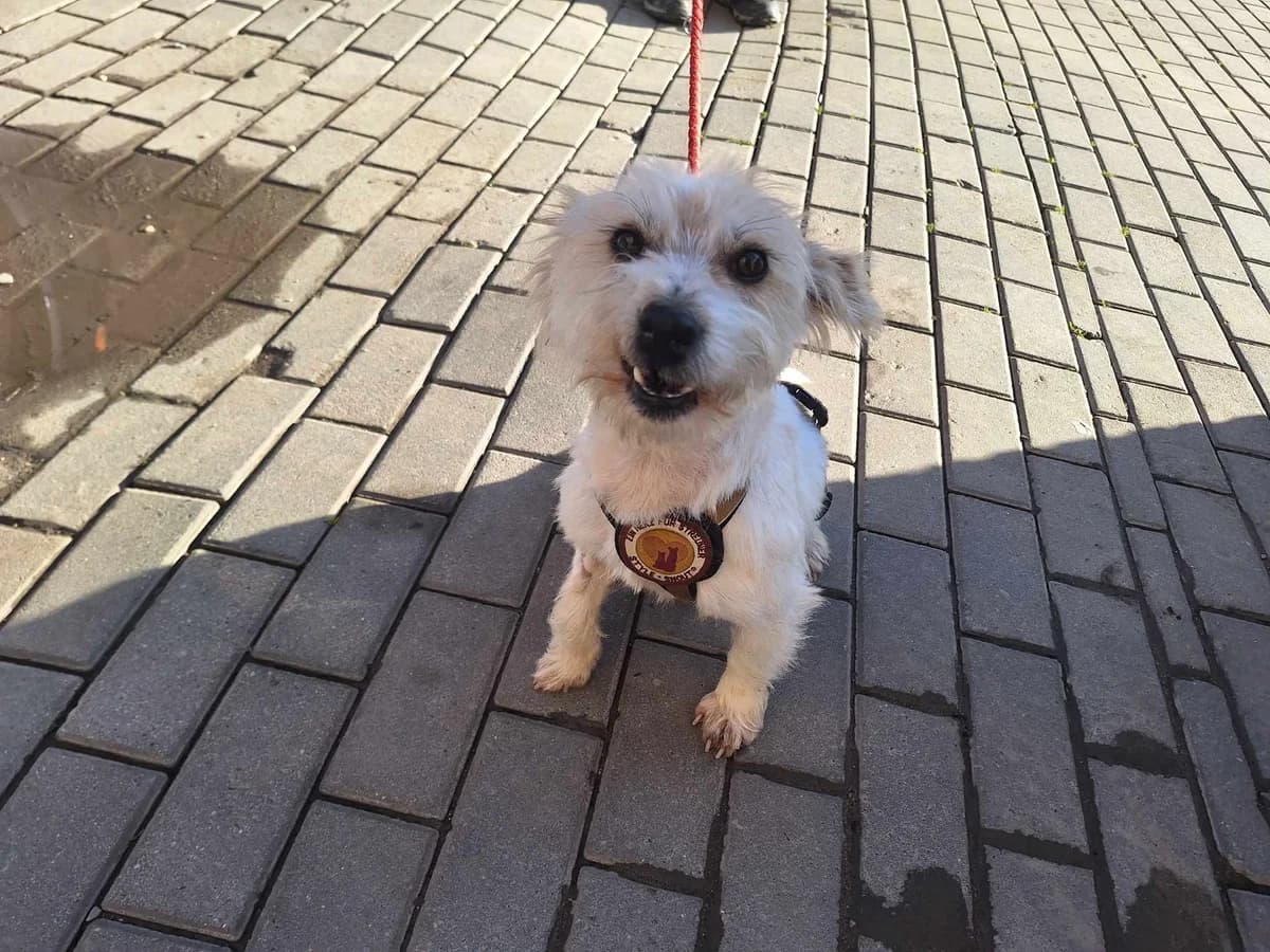 Nola, puppy Mixed Breed for adoption at Ein Herz für Streuner e.V., München
