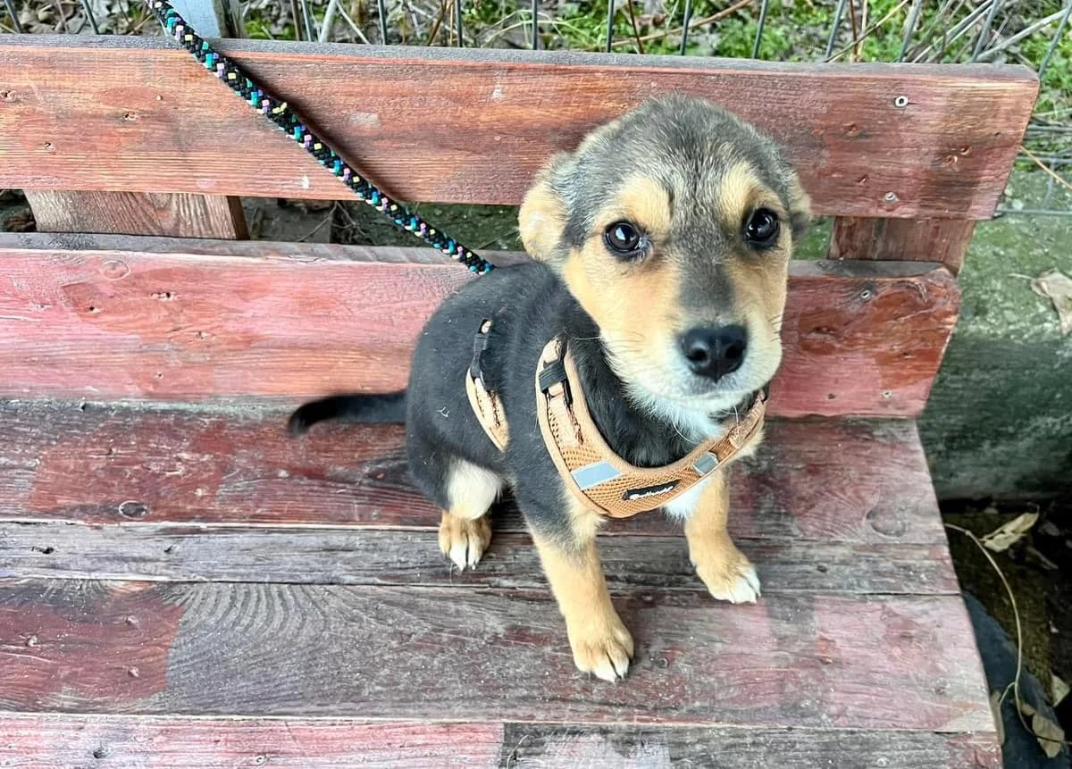 Nola, puppy Mixed Breed for adoption at Ein Herz für Streuner e.V., München