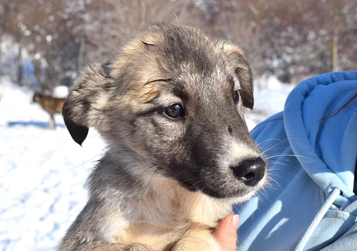 Nola, female puppy Mixed Breed for adoption at Ein Herz für Streuner e.V., München