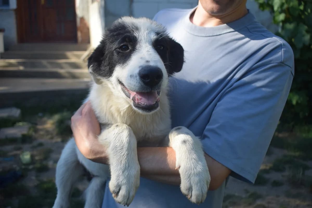 Nola, female puppy Mixed Breed for adoption at Ein Herz für Streuner e.V., München