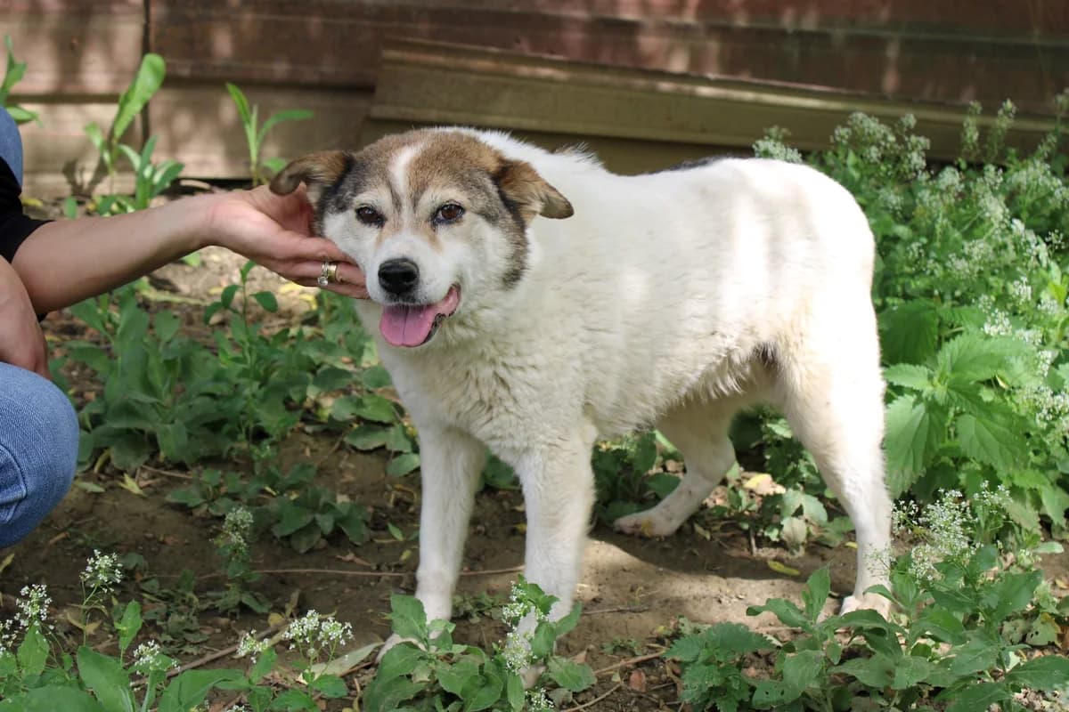 Nora, female senior Mixed Breed for adoption at Ein Herz für Streuner e.V., München
