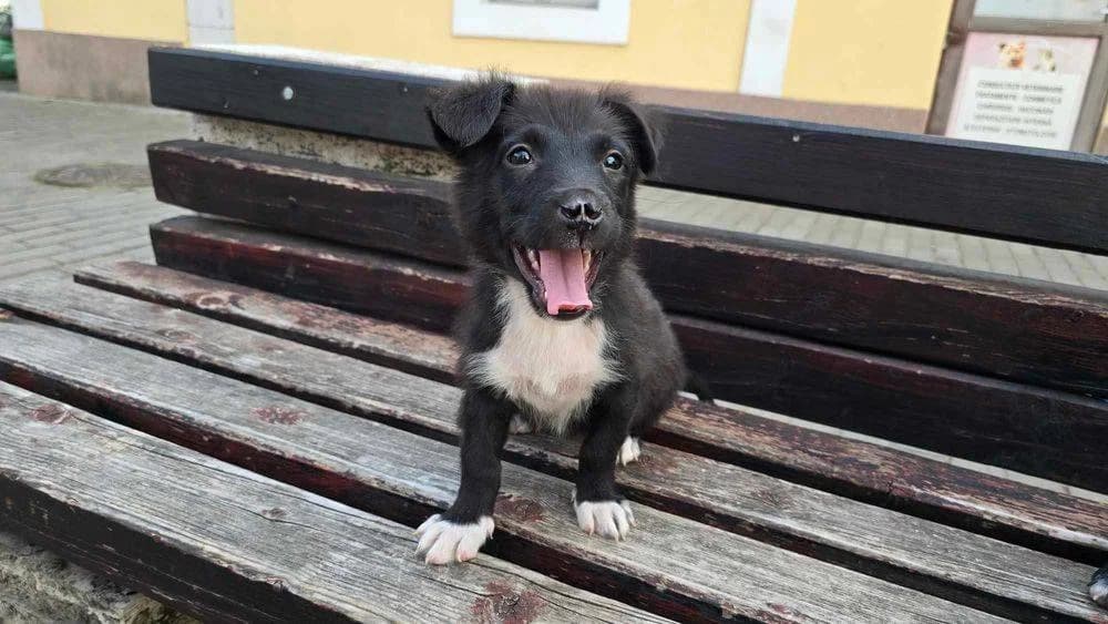 Nora, puppy Mixed Breed for adoption at Ein Herz für Streuner e.V., München
