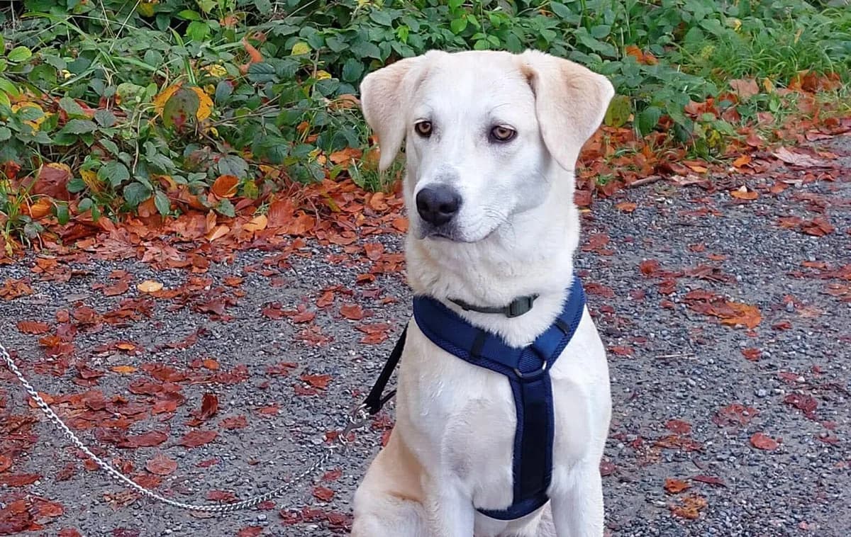 Nora, female puppy Mixed Breed for adoption at Ein Herz für Streuner e.V., München