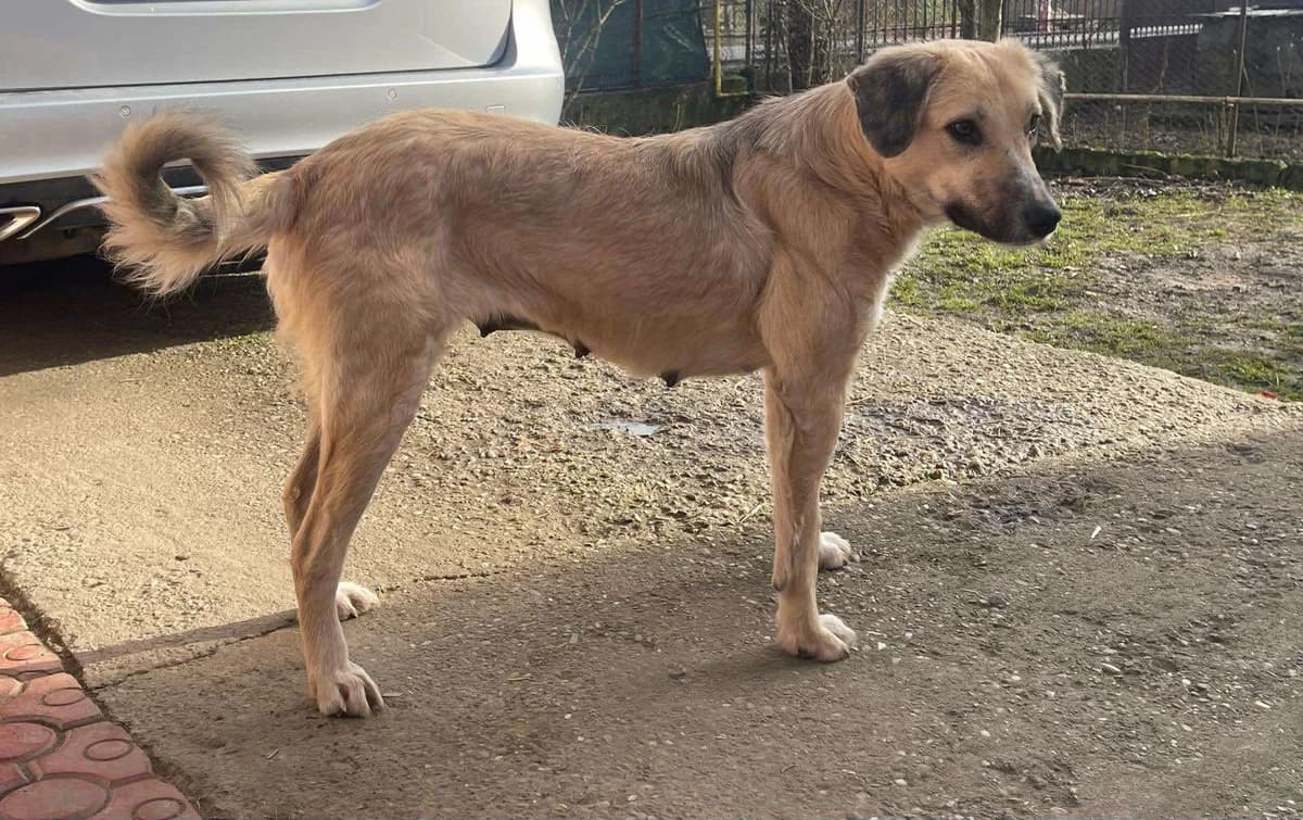 Nora, Mixed Breed for adoption at Ein Herz für Streuner e.V., München