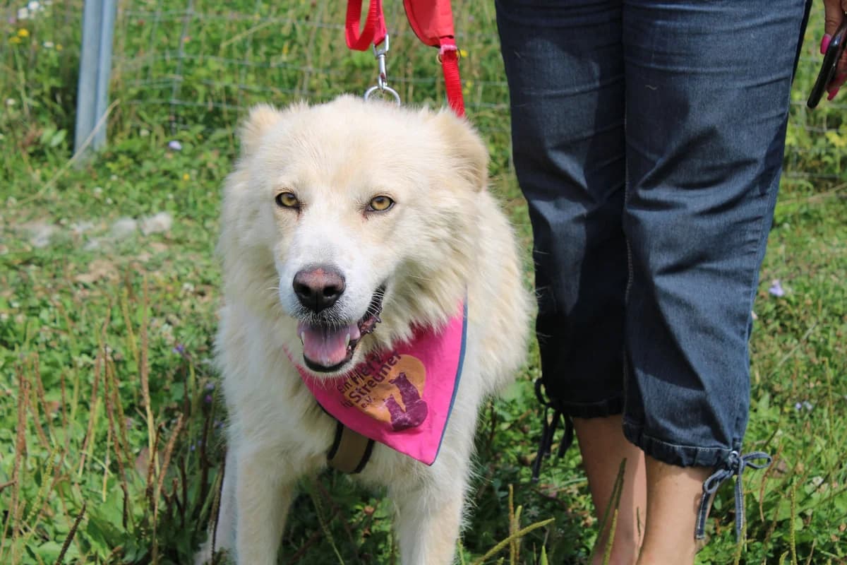 Nora, female 5yo Mixed Breed for adoption at Ein Herz für Streuner e.V., München