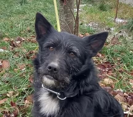 Norbert, weiß male 5yo Mixed Breed for adoption at Ein Herz für Streuner e.V., München