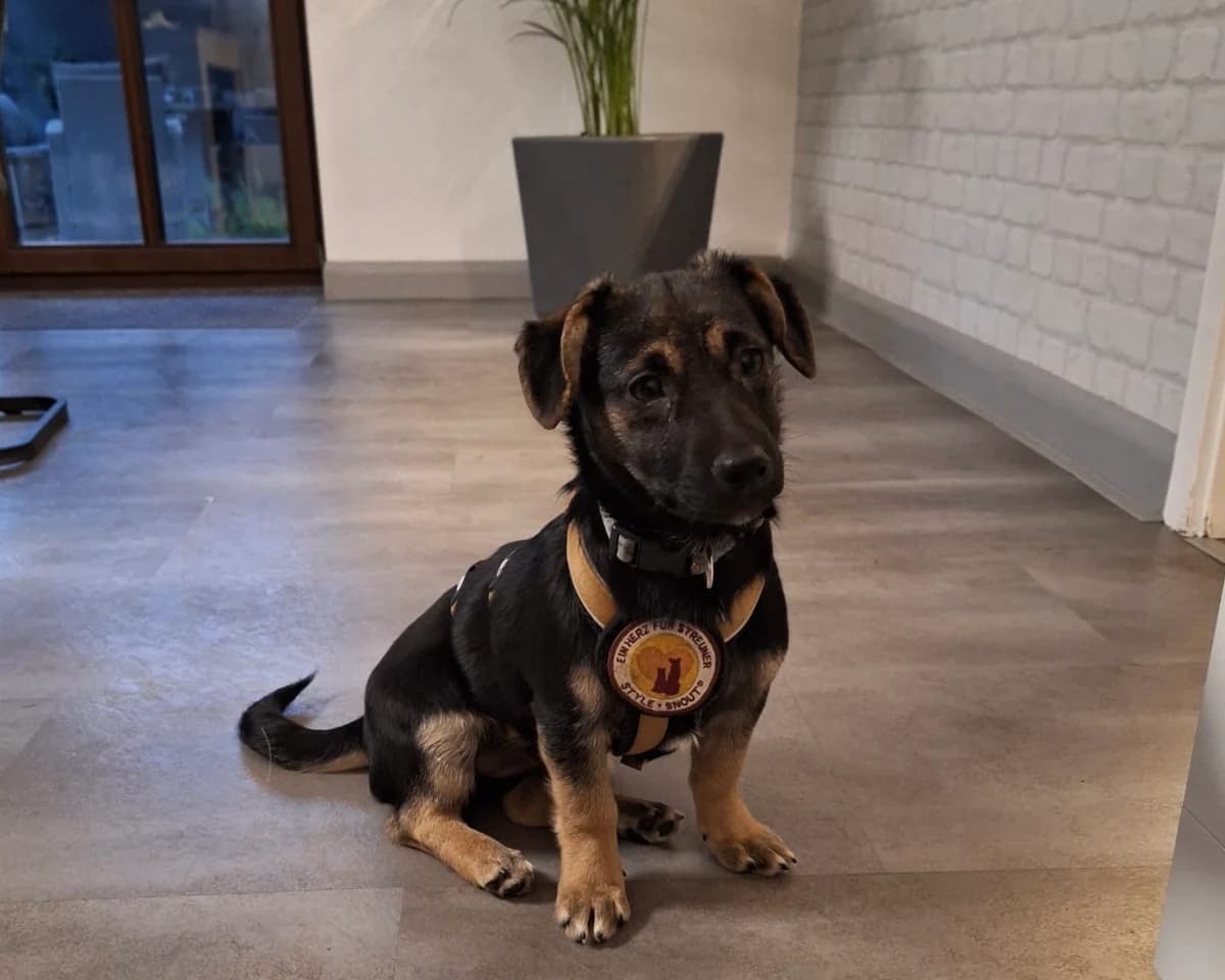 Nori, female puppy Mixed Breed for adoption at Ein Herz für Streuner e.V., München