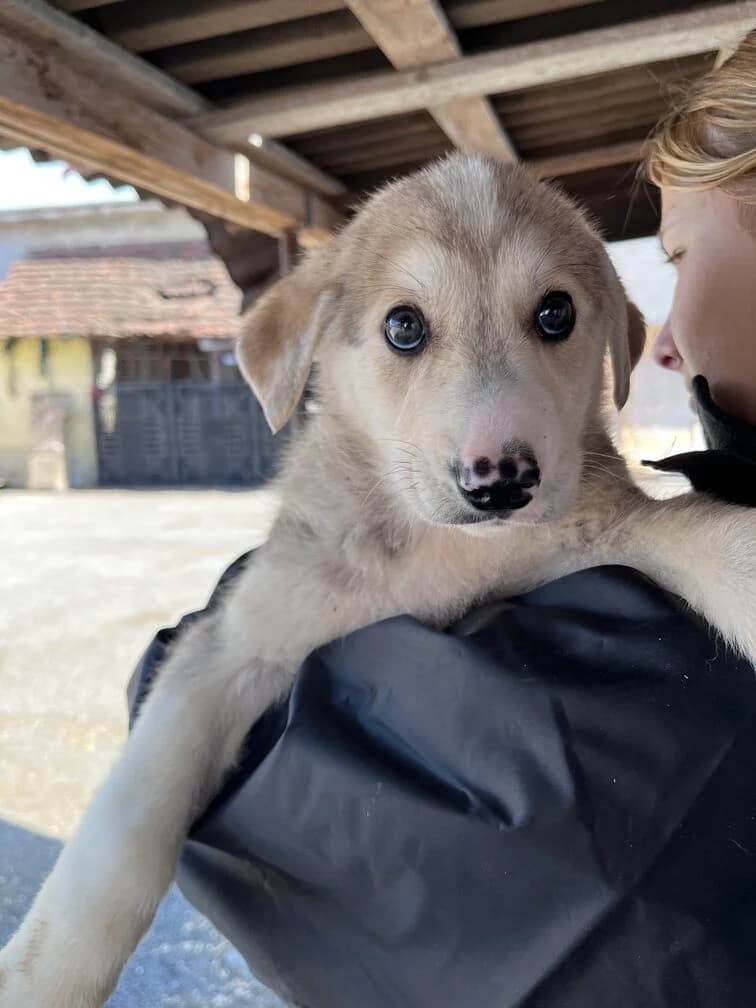 Norisor, male puppy Mixed Breed for adoption at Ein Herz für Streuner e.V., München