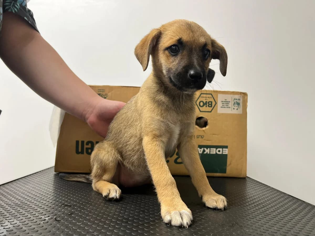 Nougat, male puppy Mixed Breed for adoption at Ein Herz für Streuner e.V., München