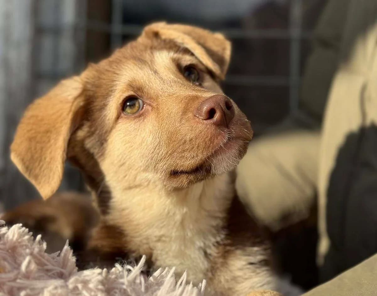 Nougat, male puppy Mixed Breed for adoption at Ein Herz für Streuner e.V., München