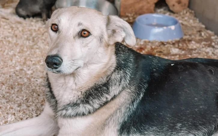 Nouki, female 6yo Mixed Breed for adoption at Ein Herz für Streuner e.V., München