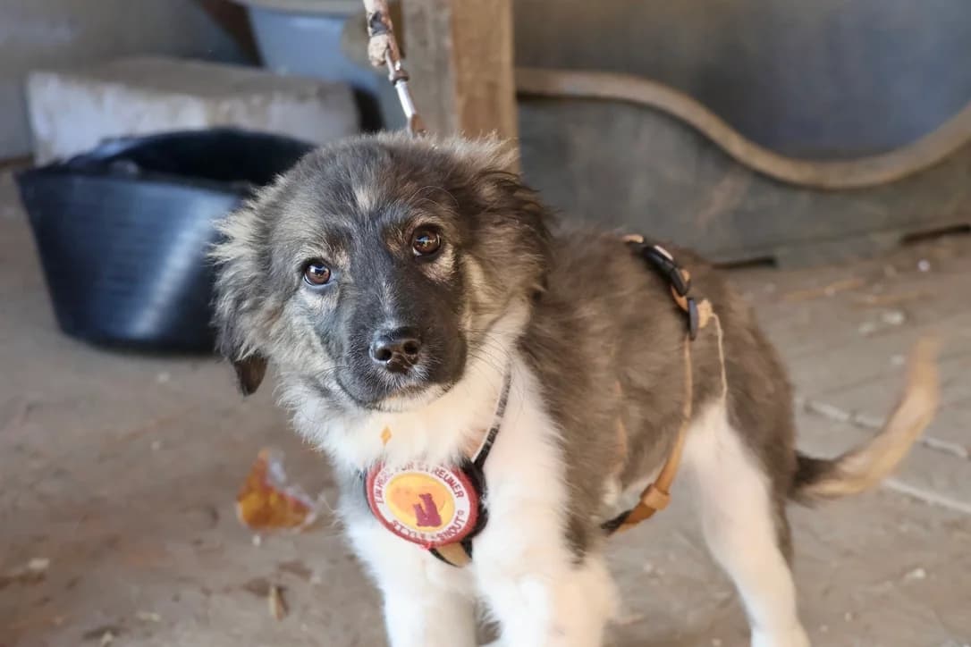 Noura, female puppy Mixed Breed for adoption at Ein Herz für Streuner e.V., München