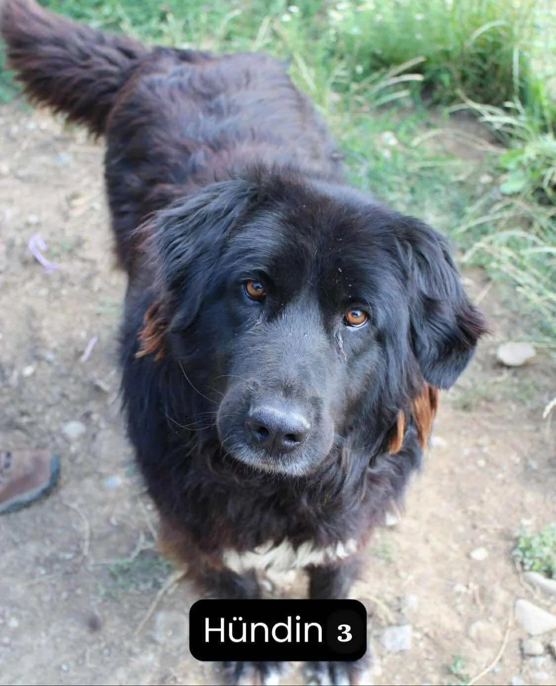 Nouri, female 5yo Mixed Breed for adoption at Ein Herz für Streuner e.V., München