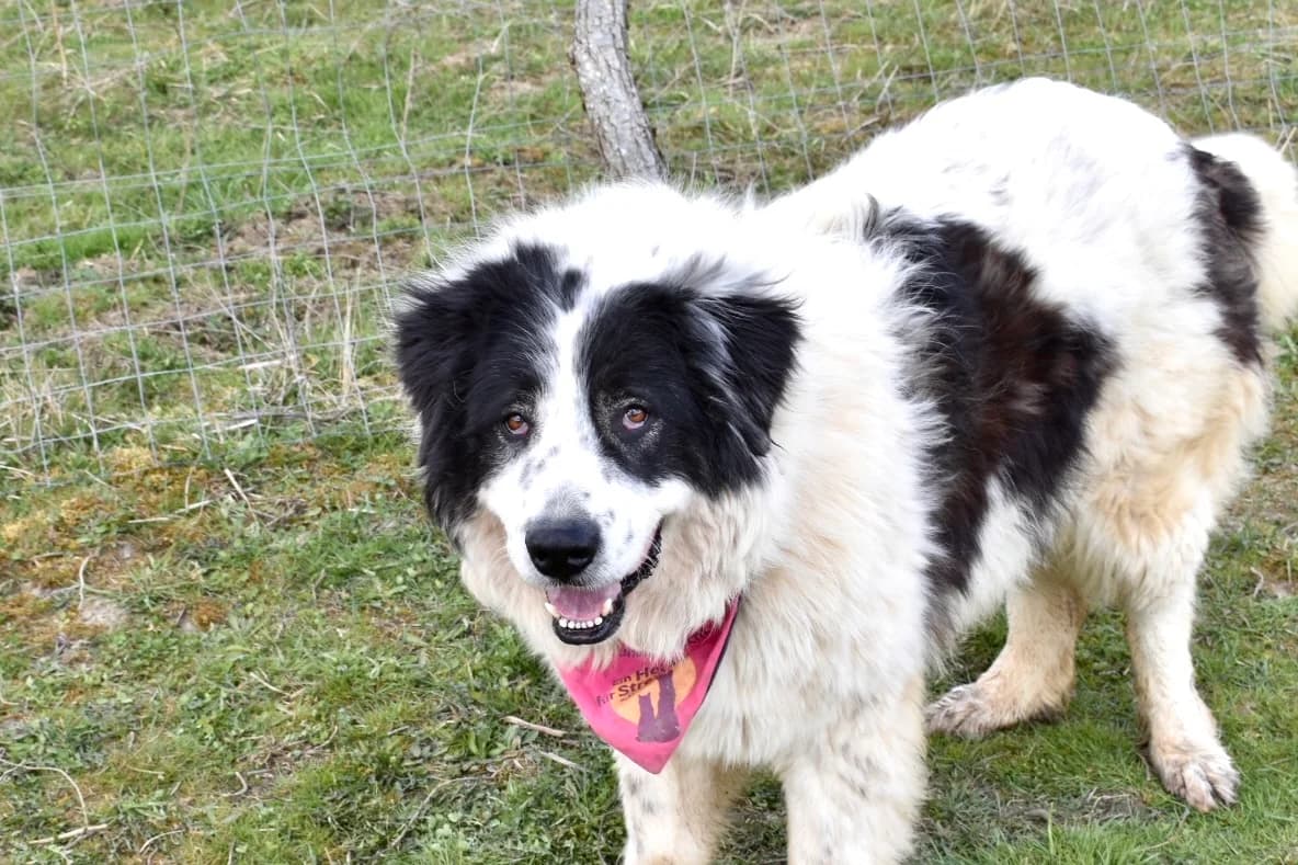 Nousha, female 5yo Mixed Breed for adoption at Ein Herz für Streuner e.V., München