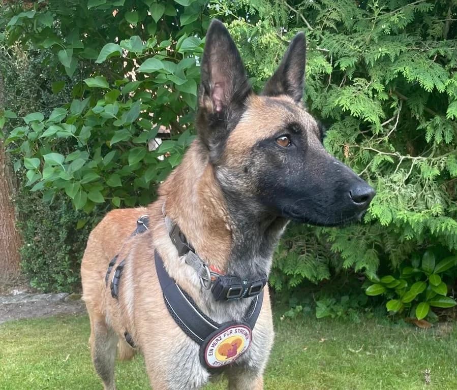 Nova, female 3yo Mixed Breed for adoption at Ein Herz für Streuner e.V., München