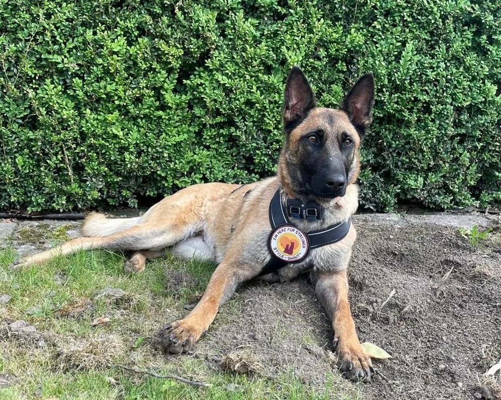 Nova, female 3yo Mixed Breed for adoption at Ein Herz für Streuner e.V., München