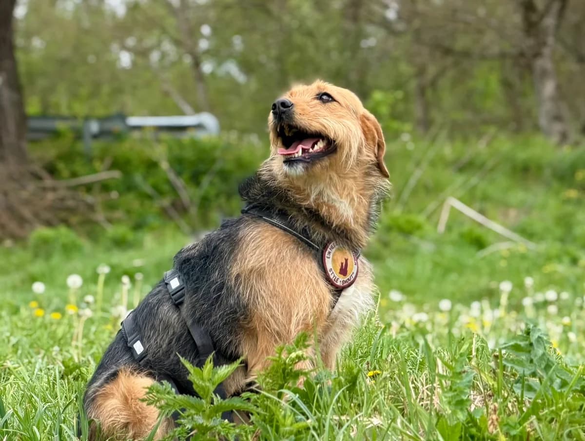 Nova, female young Mixed Breed for adoption at Ein Herz für Streuner e.V., München