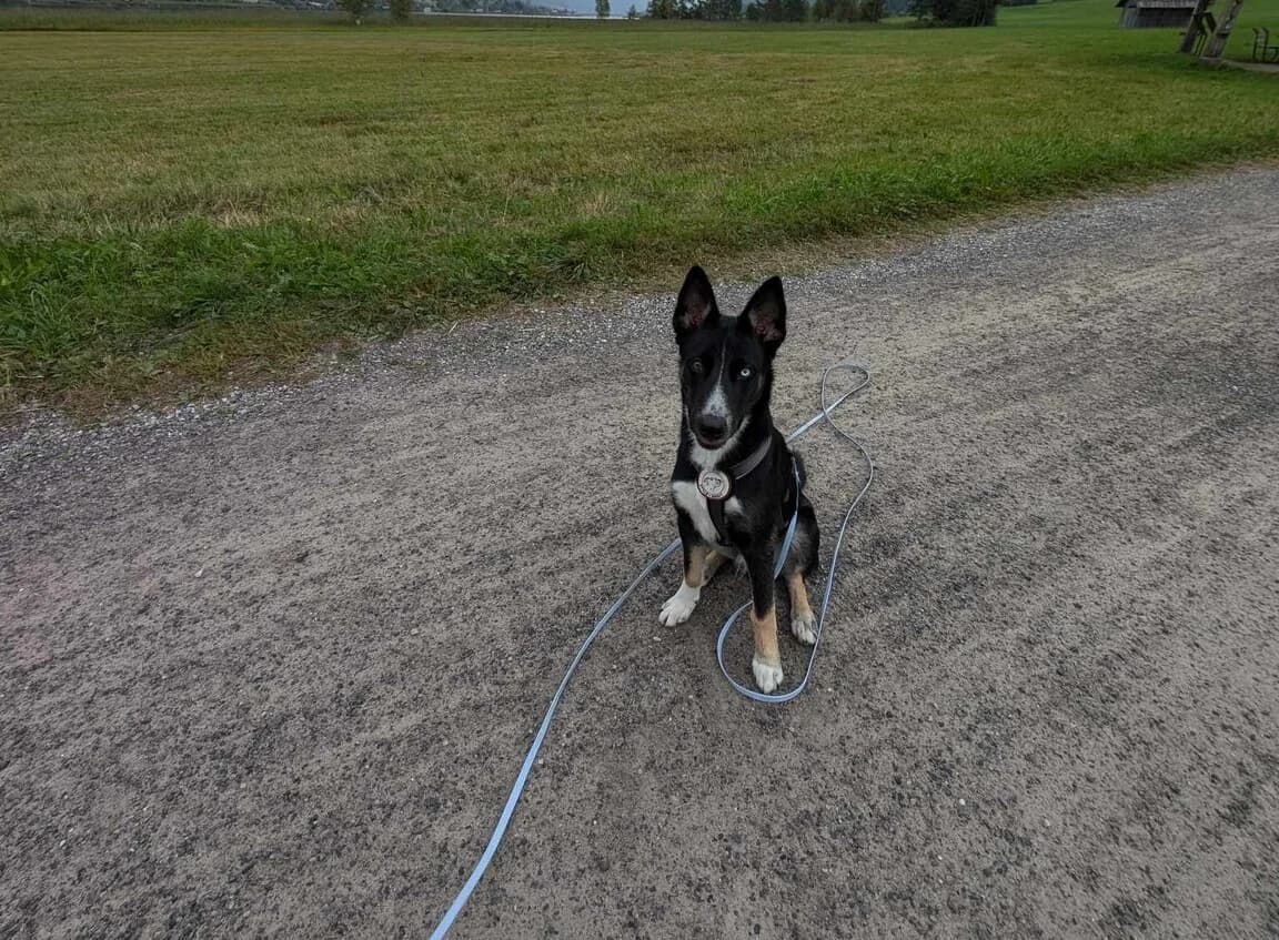 Nox, Mixed Breed for adoption at Ein Herz für Streuner e.V., München