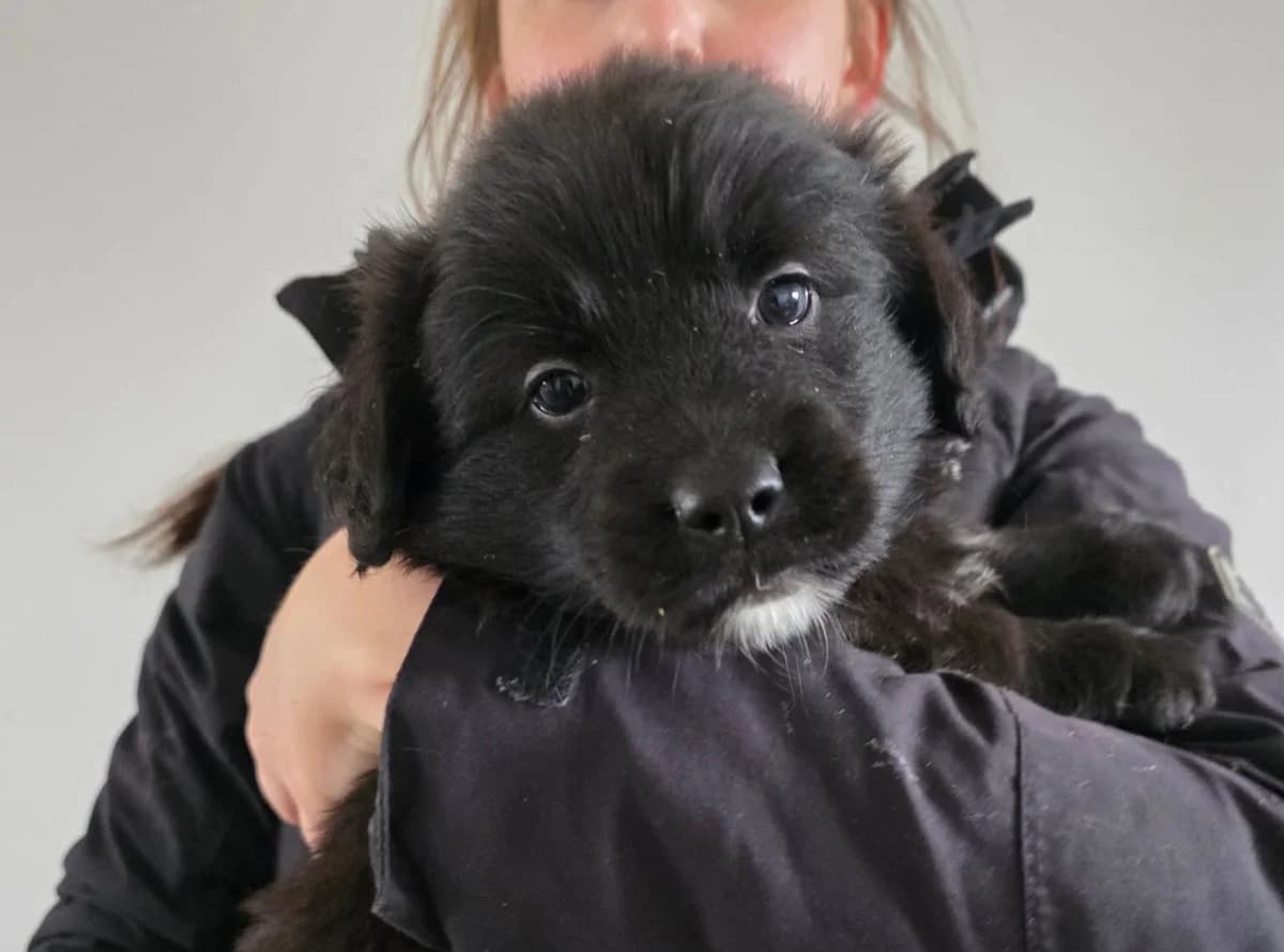 Nox, weiß male puppy Mixed Breed for adoption at Ein Herz für Streuner e.V., München
