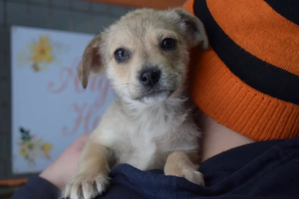 Nox, puppy Mixed Breed for adoption at Ein Herz für Streuner e.V., München