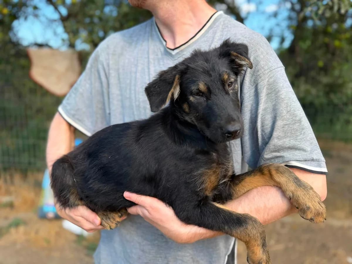 Nox, male puppy Mixed Breed for adoption at Ein Herz für Streuner e.V., München