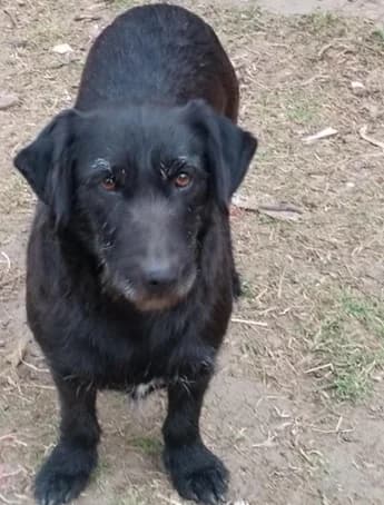 Noxi, female 5yo Mixed Breed for adoption at Ein Herz für Streuner e.V., München