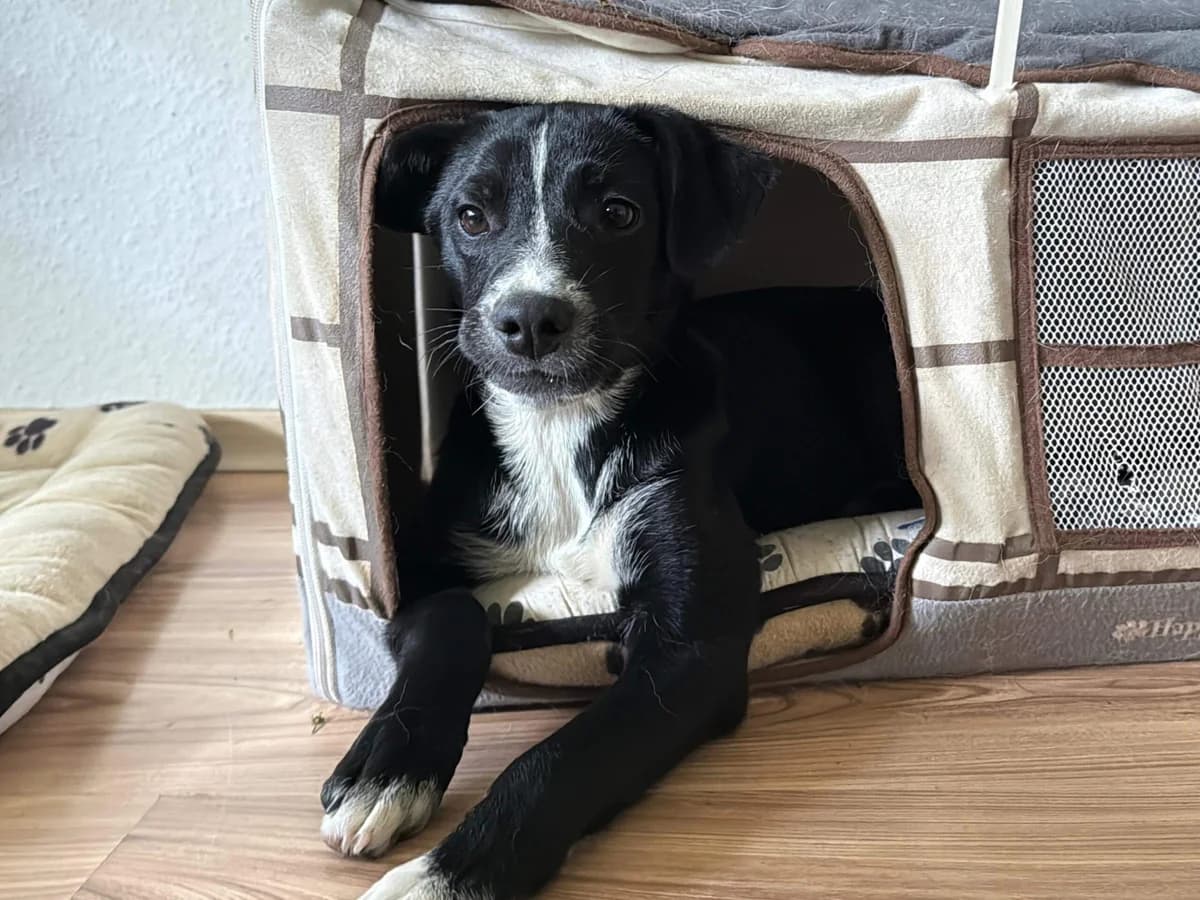 Nubi, schwarz female puppy Mixed Breed for adoption at Ein Herz für Streuner e.V., München