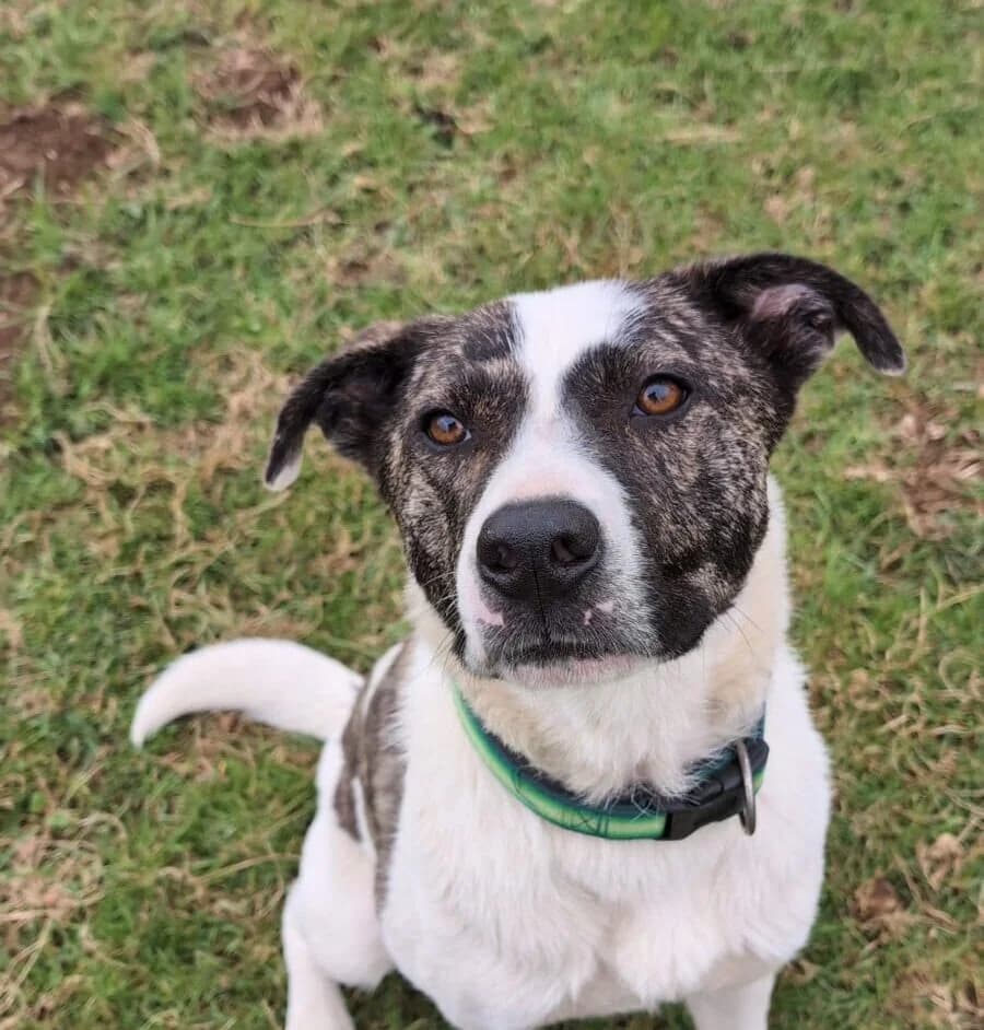 Nuca, male 5yo Mixed Breed for adoption at Ein Herz für Streuner e.V., München