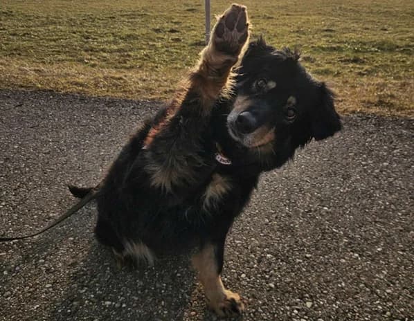 Nudel, female 6yo Mixed Breed for adoption at Ein Herz für Streuner e.V., München