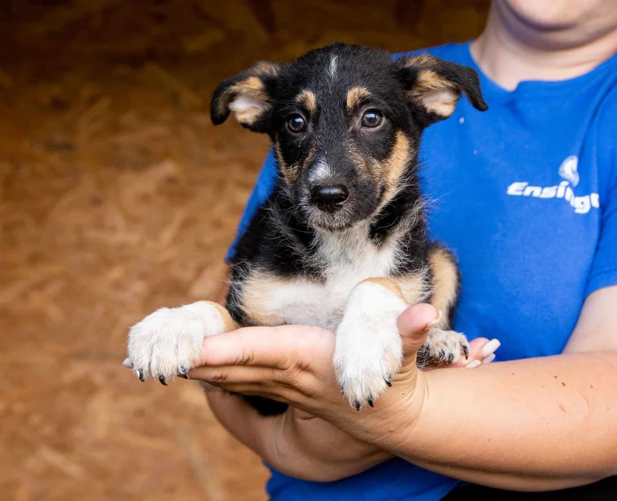 Nugget, weiß male puppy Mixed Breed for adoption at Ein Herz für Streuner e.V., München