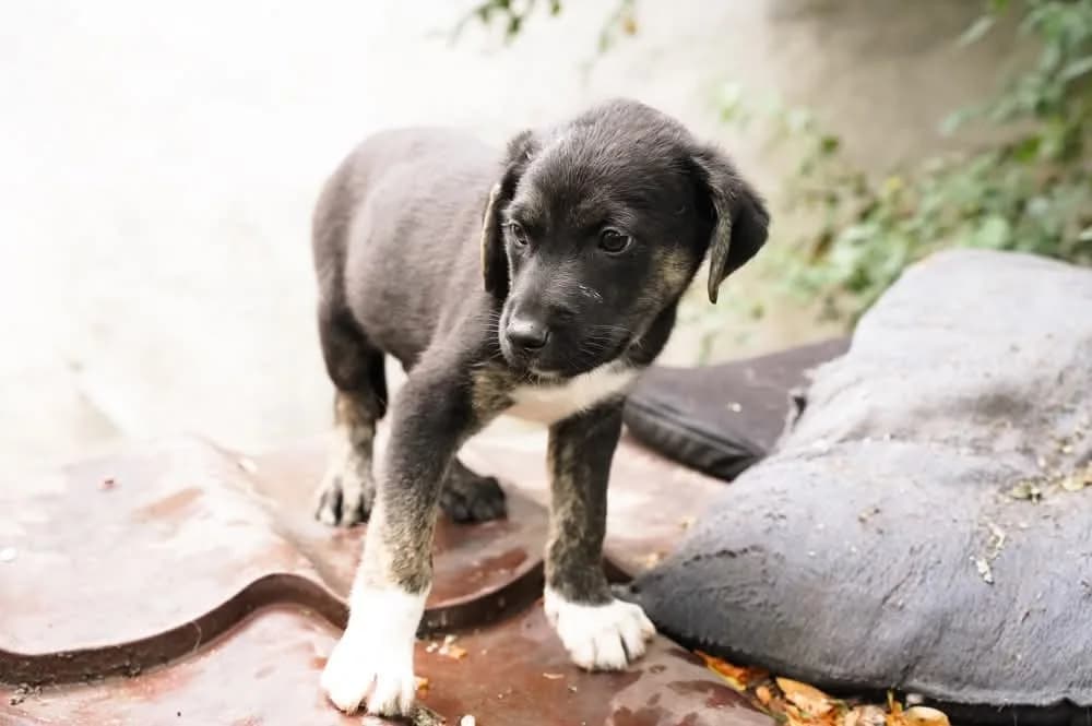 Nugget, schwarz male puppy Mixed Breed for adoption at Ein Herz für Streuner e.V., München