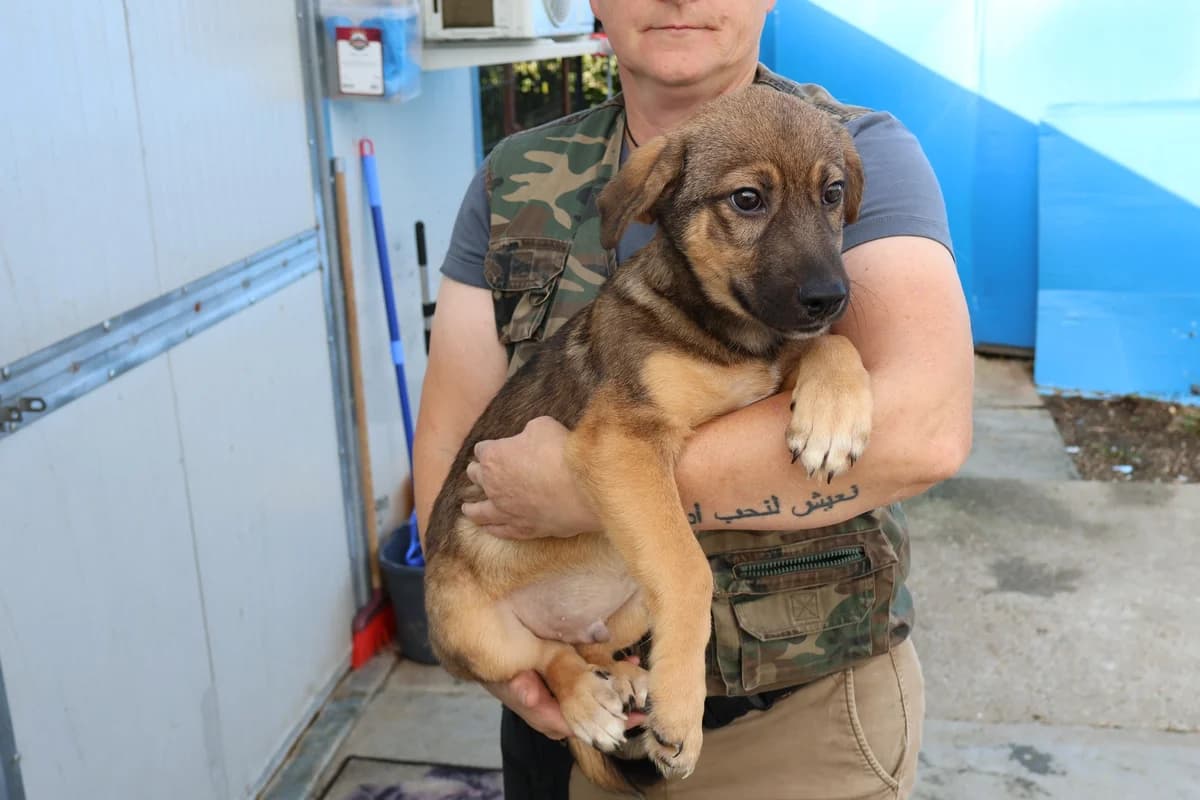 Nugget, braun male puppy Mixed Breed for adoption at Ein Herz für Streuner e.V., München