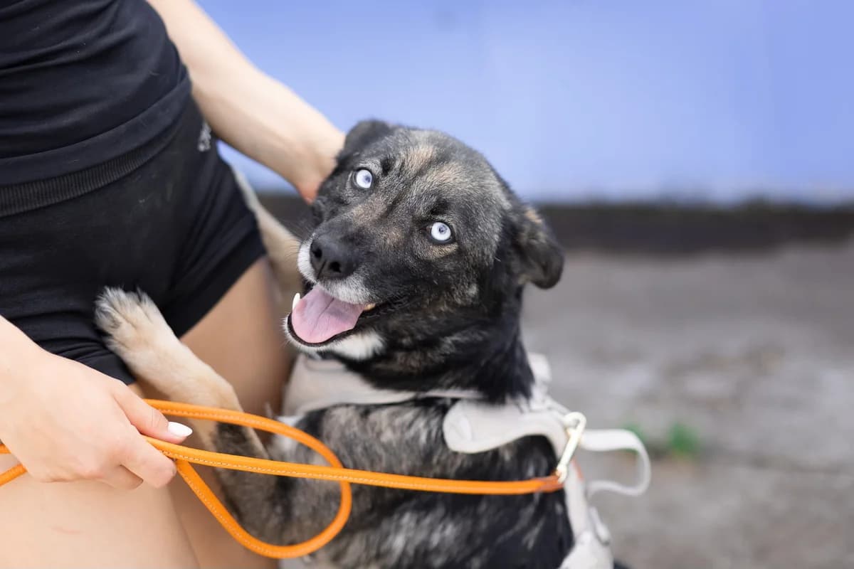 Nuka, schwarz female 3yo Mixed Breed for adoption at Ein Herz für Streuner e.V., München