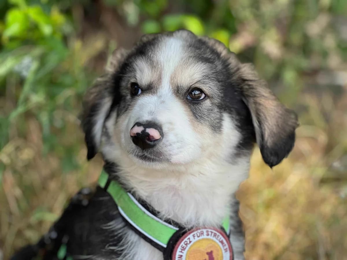 Nuki, male puppy Mixed Breed for adoption at Ein Herz für Streuner e.V., München