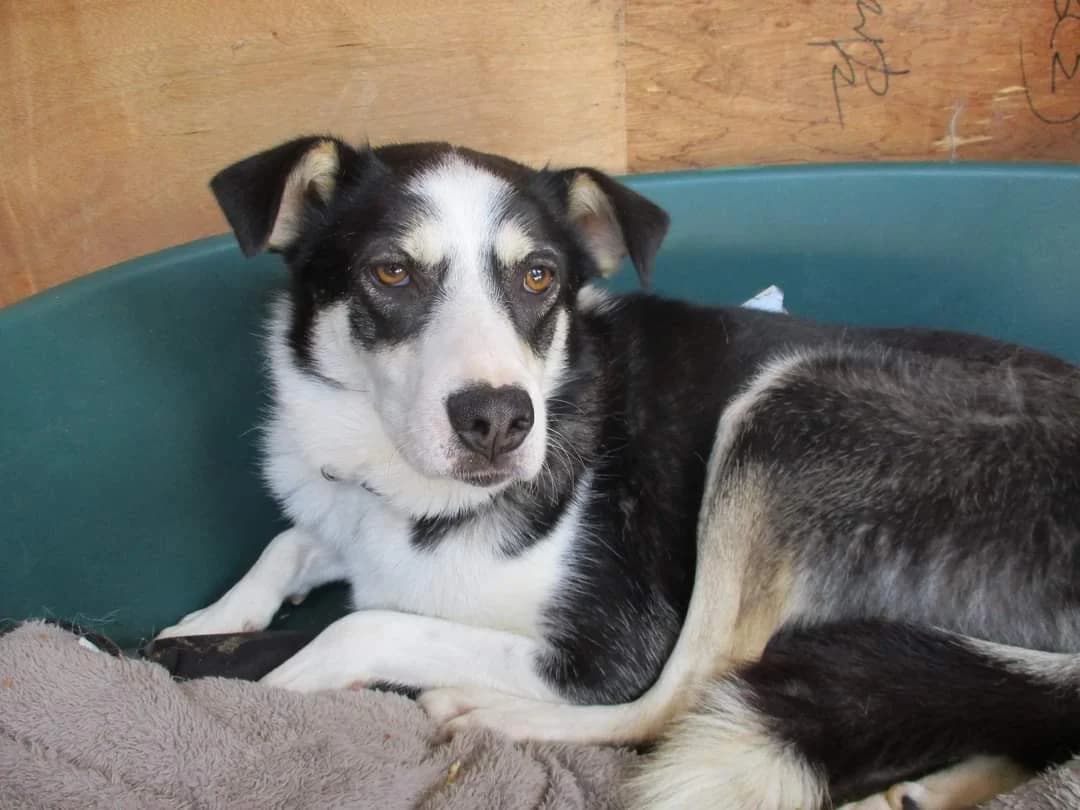 Nukka, female senior Mixed Breed for adoption at Ein Herz für Streuner e.V., München