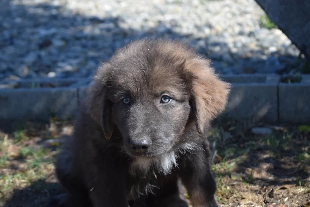 Numi, female puppy Mixed Breed for adoption at Ein Herz für Streuner e.V., München