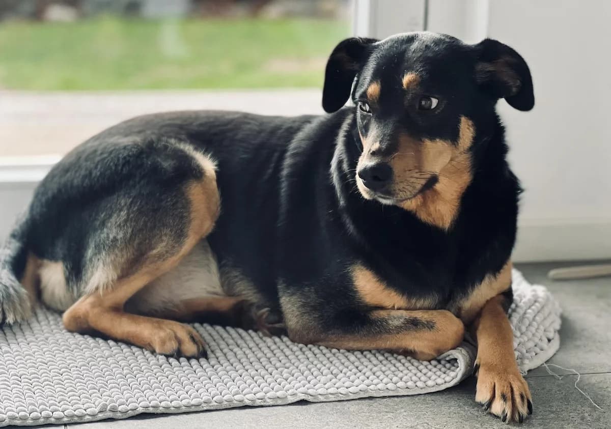 Nuna, female 5yo Mixed Breed for adoption at Ein Herz für Streuner e.V., München